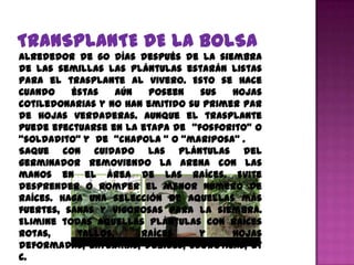 Alrededor de 60 días después de la siembra
de las semillas las plántulas estarán listas
para el trasplante al vivero. Esto se hace
cuando    éstas    aún  poseen    sus   hojas
cotiledonarias y no han emitido su primer par
de hojas verdaderas. Aunque el trasplante
puede efectuarse en la etapa de “fosforito” o
“soldadito” y de “chapola “ o “mariposa” .
Saque con cuidado las plántulas del
germinador removiendo la arena con las
manos en el área de las raíces. Evite
desprender o romper el menor número de
raíces. Haga una selección de aquellas más
fuertes, sanas y vigorosas para la siembra.
Elimine todas aquellas plántulas con raíces
rotas,     tallos,     raíces     y     hojas
deformadas, enfermas, débiles, cloróticas, et
c.
 