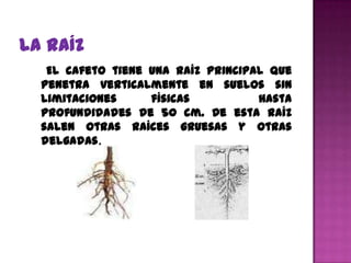 El cafeto tiene una raíz principal que
penetra verticalmente en suelos sin
limitaciones     físicas          hasta
profundidades de 50 cm. De esta raíz
salen otras raíces gruesas y otras
delgadas.
 