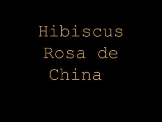 H ibiscus Rosa de China  