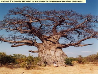 O BAOBÁ É A ÁRVORE NACIONAL DE MADAGASCAR E O EMBLEMA NACIONAL DO SENEGAL.  