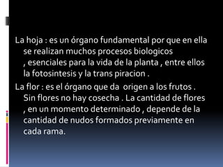La hoja : es un órgano fundamental por que en ella
  se realizan muchos procesos biologicos
  , esenciales para la vida de la planta , entre ellos
  la fotosintesis y la trans piracion .
La flor : es el órgano que da origen a los frutos .
  Sin flores no hay cosecha . La cantidad de flores
  , en un momento determinado , depende de la
  cantidad de nudos formados previamente en
  cada rama.
 