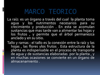 MARCO TEORICO
La raíz: es un órgano a través del cual la planta toma
  agua y los nutrimentos necesarios para su
  crecimiento y producción . En esta se acomulan
  sustancias que mas tarde van a alimentar las hojas y
  los frutos , y permite que el árbol permanezca
  anclado y en su sitio.
Tallo y ramas : el tallo es la conexión entre la raíz y las
  hojas , las flores ylos frutos . Esta estructura de la
  planta es indispensable en el proceso de transporte
  de agua y de sustancias elaboradas por la planta , y
  en muchas ocasiones se convierte en un órgano de
  almacenamiento .
 