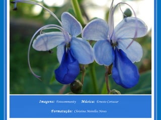 Imagens: Fotocommunity Música: Ernesto Cortazar
Formatação: Christina Meirelles Neves
 