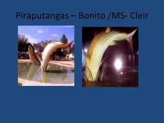 Piraputangas – Bonito /MS- Cleir 