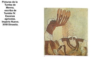 Pinturas de la
  Tumba de
    Menna,
  escriba de
  Tumtés IV.
   Escenas
  agrícolas.
Imperio Nuevo.
 XVIII Dinastía.
 