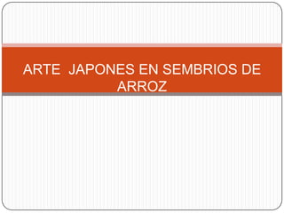 ARTE  JAPONES EN SEMBRIOS DE ARROZ 