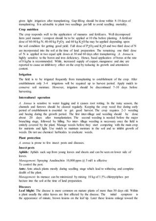 given light irrigation after transplanting. Gap filling should be done within 8-10 days of
transplanting. It is advisable to plant two seedlings per hill to avoid seedling mortality.
Crop nutrition
The crop responds well to the application of manures and fertilizers. Well decomposed
farm yard manure / compost should be to be applied at 10 t/ha before planting. A fertilizer
dose of 60-80 kg N; 40-60 kg P2O5 and 60 kg K2O/ha may be applied depending upon
the soil condition for getting good yield. Full dose of P2O5 and K2O and two third dose of N
are incorporated into the soil at the time of land preparation. The remaining one third dose
of N is applied in two equal split doses at 30 and 60 days after transplanting. A. Annua is
highly sensitive to the boron and iron deficiency. Hence, basal application of borax at the rate
of 8 kg/ha is recommended. While, increased supply of copper, manganese and zinc are
reported to cause an inhibitory effect on the crop by reducing its growth and artemisinin
content.
Irrigation
The field is to be irrigated frequently from transplanting to establishment of the crop. After
establishment only 3-4 irrigations will be required up to harvest period. Apply mulch to
conserve soil moisture. However, irrigation should be discontinued 7-10 days before
harvesting.
Intercultural operation
A. Annua is sensitive to water logging and it causes root rotting. In the rainy season, the
channels and furrows should be cleared regularly. Keeping the crop weed free during early
period of establishment is essential to get good harvest. The crop requires 2-3 weeding
and hoeing during the growth period. The first inter-tillage and weeding should be done
about 20 days after transplantation. The second weeding is needed before the major
branching stage, followed by hilling. No inter- tillage weeding is necessary once the field is
entirely covered by the plant. Manage weeds before they start competing with the main crop
for nutrients and light. Use mulch to maintain moisture in the soil and to inhibit growth of
weeds. Do not use chemical herbicides to eradicate weeds.
Plant protection
A. annua is prone to few insect pests and diseases.
Insect pests
Aphids: Aphids suck sap from young leaves and shoots and can be seen on lower side of
leaves.
Management: Spraying Azadirachtin 10,000 ppm @ 5 ml/l is effective
To control the pest.
Ants: Ants attack plants mostly during seedling stage which lead to withering and complete
dealth of the plant.
Management: its menace can be minimized by mixing 10 kg of 1.5% chlorpyriphos per
hectare into the soil at the time of land preparation.
Diseases
Leaf blight: The disease is more common on mature plants of more than 50 days old. Within
a plant usually the older leaves are first affected by the disease. The initial symptom is
the appearance of minute, brown lesions on the leaf tip. Later these lesions enlarge toward the
 