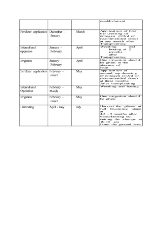 establishment
Fertilizer application December –
January
March Application of first
top dressing of
nitrogen (1/3rd of
recomm ended dose)
at one month after
Transplanting
Intercultural
operation
January –
February
April Weeding and
hoeing at 2
months
after
Transplanting
Irrigation January –
February
April One irrigation should
be given in the
absence of
Rain
Fertilizer application February –
march
May Application of
second top dressing
of nitrogen (1/3rd of
recomm ended dose)
at three months
After transplanting
Intercultural
Operation
February –
March
May Weeding and hoeing
Irrigation February –
march
May One irrigation should
be given
Harvesting April - may July Harvest the plants at
full blooming stage
at
4.5 - 5 months after
transplanting by
cutting the clumps at
10-15 cm
From the ground level
 