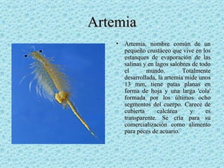 Artemia ,[object Object]