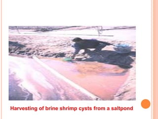 Harvesting of brine shrimp cysts from a saltpond
 