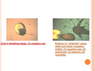 Cyst in breaking stage. (1) nauplius eye Embryo in “umbrella” stage
(left) and instar I nauplius
(right). (1) nauplius eye...