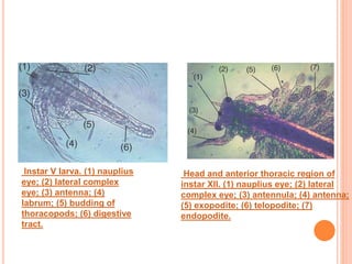 Instar V larva. (1) nauplius
eye; (2) lateral complex
eye; (3) antenna; (4)
labrum; (5) budding of
thoracopods; (6) digest...