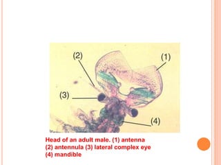 Head of an adult male. (1) antenna
(2) antennula (3) lateral complex eye
(4) mandible
 