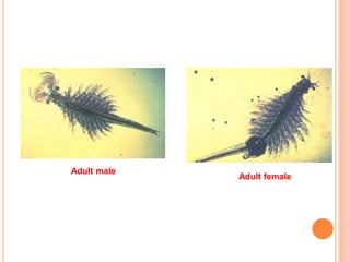 Adult male
Adult female
 
