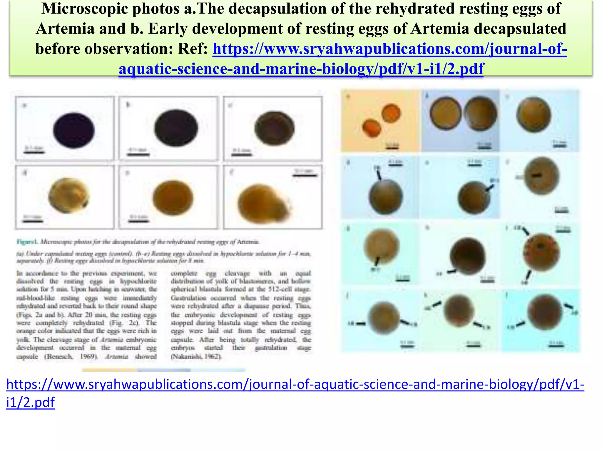 Artemia Culture for Intensive Finfish and shell fishes.pptx