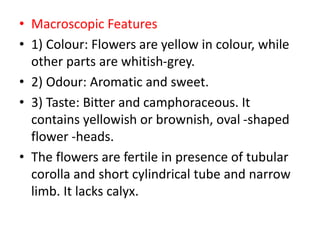 • Macroscopic Features
• 1) Colour: Flowers are yellow in colour, while
other parts are whitish-grey.
• 2) Odour: Aromatic and sweet.
• 3) Taste: Bitter and camphoraceous. It
contains yellowish or brownish, oval -shaped
flower -heads.
• The flowers are fertile in presence of tubular
corolla and short cylindrical tube and narrow
limb. It lacks calyx.
 