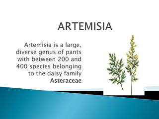 Artemisia is a large,
diverse genus of pants
with between 200 and
400 species belonging
to the daisy family
Asteraceae
 