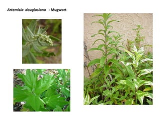 Artemisia douglasiana - Mugwort

 