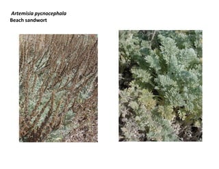 Artemisia pycnocephala
Beach sandwort

 