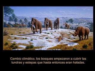 Cambio climático, los bosques empezaron a cubrir las
tundras y estepas que hasta entonces eran haladas.
 