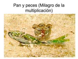 Pan y peces (Milagro de la
multiplicación)

 