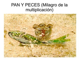 PAN Y PECES (Milagro de la
multiplicación)

 