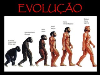 EVOLUÇÃO
 