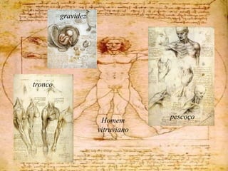 gravidez
tronco
pescoço
Homem
vitruviano
 