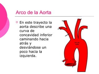 Arco de la Aorta
   En este trayecto la
    aorta describe una
    curva de
    concavidad inferior
    caminando hacia
    atrás y
    desviándose un
    poco hacia la
    izquierda.
 