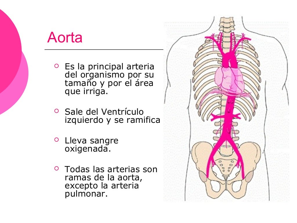 arteria-aorta