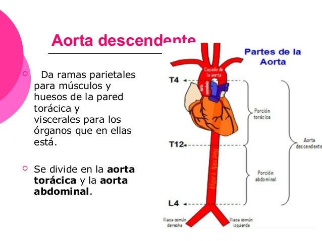 Arteria aorta