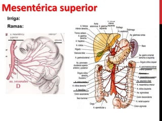 Arteria aorta Abdominal | PPTX