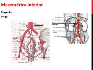 Arteria aorta Abdominal | PPTX