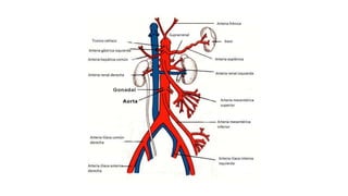 Arteria aorta