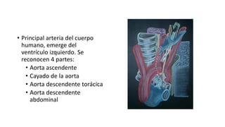 • Principal arteria del cuerpo
humano, emerge del
ventrículo izquierdo. Se
reconocen 4 partes:
• Aorta ascendente
• Cayado de la aorta
• Aorta descendente torácica
• Aorta descendente
abdominal