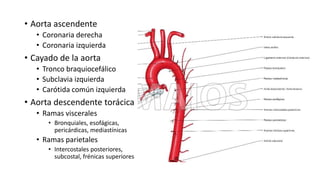 • Aorta ascendente
• Coronaria derecha
• Coronaria izquierda
• Cayado de la aorta
• Tronco braquiocefálico
• Subclavia izquierda
• Carótida común izquierda
• Aorta descendente torácica
• Ramas viscerales
• Bronquiales, esofágicas,
pericárdicas, mediastínicas
• Ramas parietales
• Intercostales posteriores,
subcostal, frénicas superiores