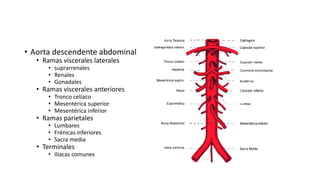 • Aorta descendente abdominal
• Ramas viscerales laterales
• suprarrenales
• Renales
• Gonadales
• Ramas viscerales anteriores
• Tronco celíaco
• Mesentérica superior
• Mesentérica inferior
• Ramas parietales
• Lumbares
• Frénicas inferiores
• Sacra media
• Terminales
• Iliacas comunes