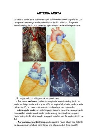 ARTERIA AORTA
La arteria aorta es el vaso de mayor calibre de todo el organismo con
una pared muy engrosada y de alto contenido elástico. Surge del
ventrículo izquierdo a la derecha y por detrás de la arteria pulmonar.
Su trayecto lo constituyen varias porciones:
- Aorta ascendente: nada más surgir del ventrículo izquierdo la
aorta se dirige hacia arriba y se sitúa en espiral alrededor de la arteria
pulmonar. En su mayor parte está recubierta por el pericardio.
- Arco de la aorta: en este trayecto la aorta describe una curva de
concavidad inferior caminando hacia atrás y desviándose un poco
hacia la izquierda alcanzando las proximidades del flanco izquierdo de
T4.
- Aorta descendente: Esta porción camina hacia abajo por delante
de la columna vertebral para llegar a la altura de L4. Esta porción
 
