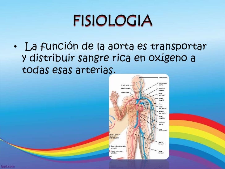 Arteria aorta cx general