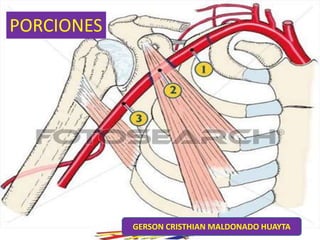 PORCIONES
GERSON CRISTHIAN MALDONADO HUAYTA
 