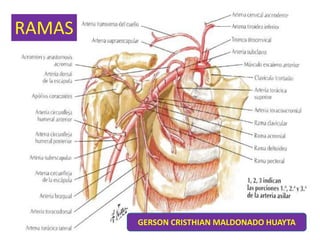 RAMAS
GERSON CRISTHIAN MALDONADO HUAYTA
 