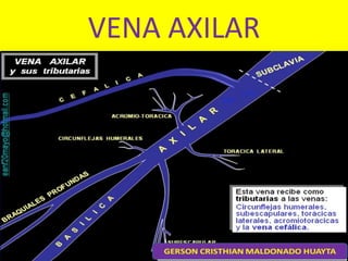 VENA AXILAR
 