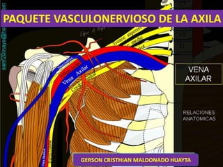 PAQUETE VASCULONERVIOSO DE LA AXILA
GERSON CRISTHIAN MALDONADO HUAYTA
 