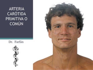 ARTERIA 
CARÓTIDA 
PRIMITIVA O 
COMÚN 
Dr. Farfán 
 