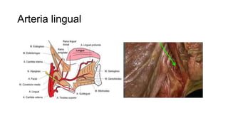 Arteria lingual
 