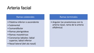 Arteria facial
Ramas colaterales
• Palatina inferior o ascendente
• Submental
• Sumandibular
• Ramas pterigoideas
• Ramas masetéricas
• Coronarias labiales: labial
superior, labial inferior
• Nasal lateral (del ala nasal)
Ramas terminales
• Angular (se anastomosa con la
arteria nasal, rama de la arteria
oftálmica)
 
