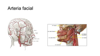 Arteria facial
 
