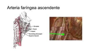 Arteria faríngea ascendente
 
