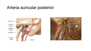 Arteria auricular posterior
 