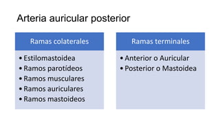 Arteria auricular posterior
Ramas colaterales
•Estilomastoidea
•Ramos parotídeos
•Ramos musculares
•Ramos auriculares
•Ramos mastoideos
Ramas terminales
•Anterior o Auricular
•Posterior o Mastoidea
 